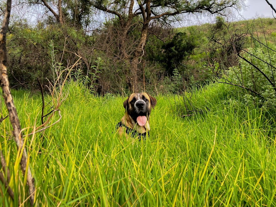 Photo Prince of the Marshes