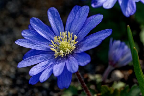 Photo Central Blue