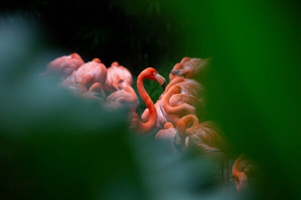 Photo Basil Embry