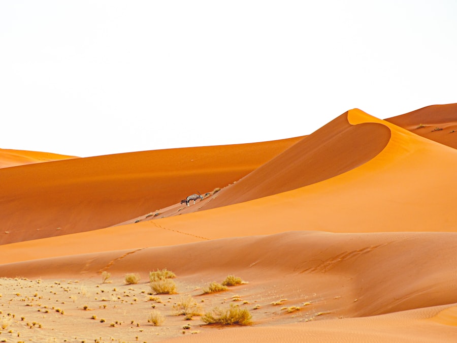 Photo Arabian Sands