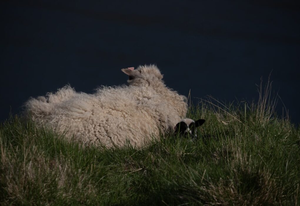 Photo Baa Baa Black Sheep