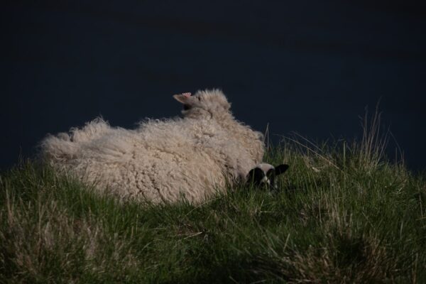Photo Baa Baa Black Sheep