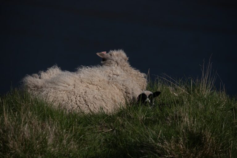 Photo Baa Baa Black Sheep