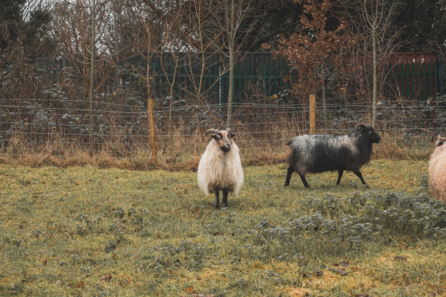 Photo Baa Baa Black Sheep