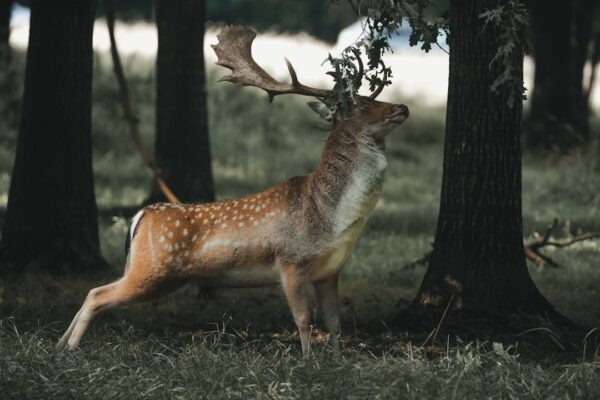 Photo Alan Deere