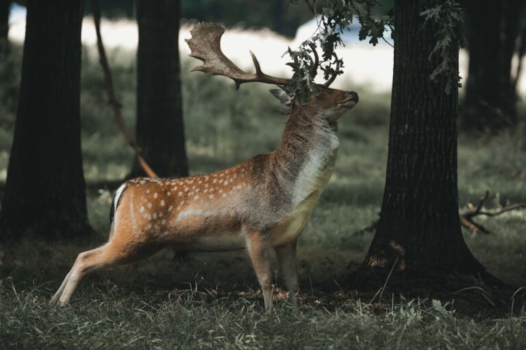Photo Alan Deere