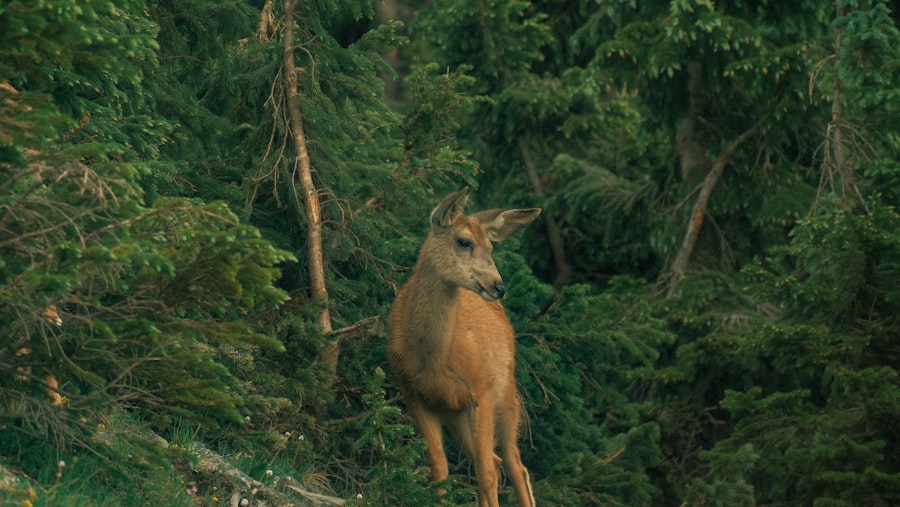 Photo Alan Deere