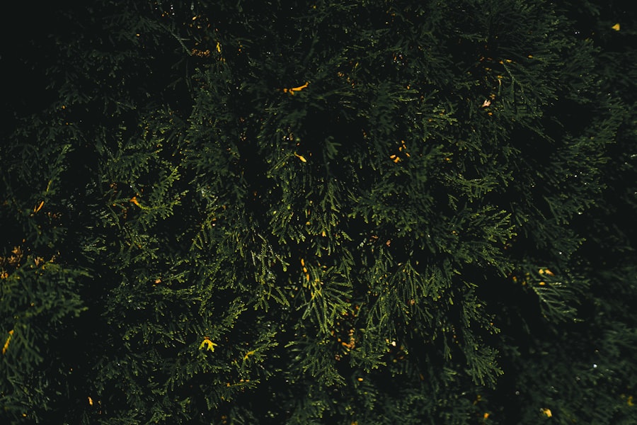 Photo Jean-Paul Sartre