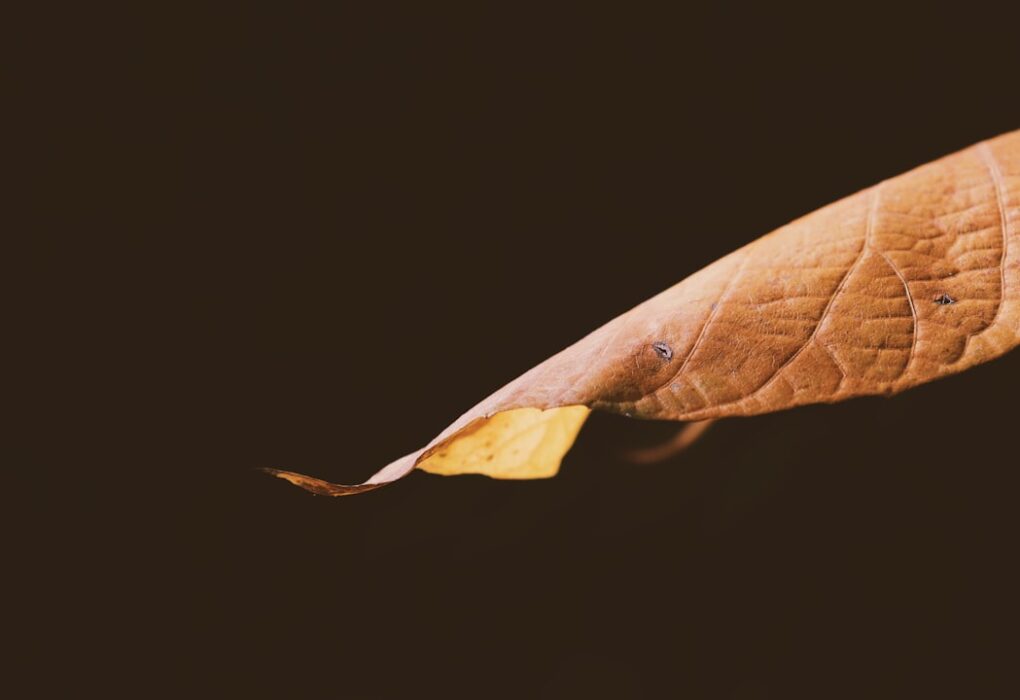 Photo Wings on My Sleeve