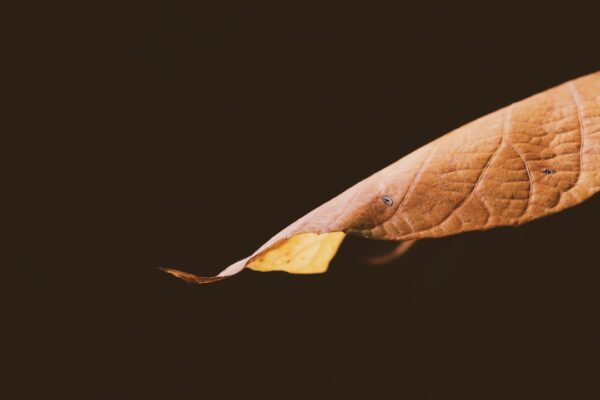 Photo Wings on My Sleeve