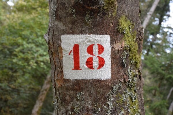 Photo React 16