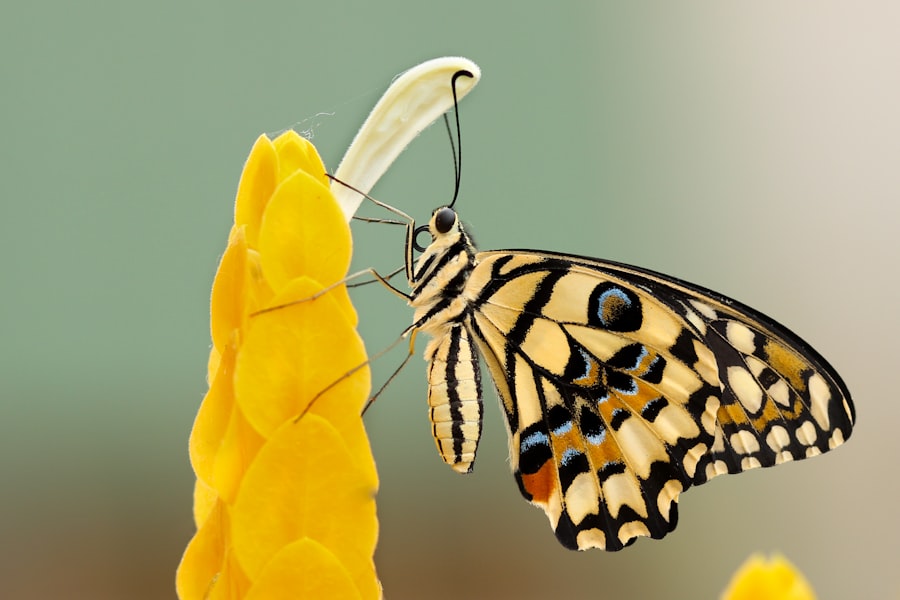 Photo Data Transformation