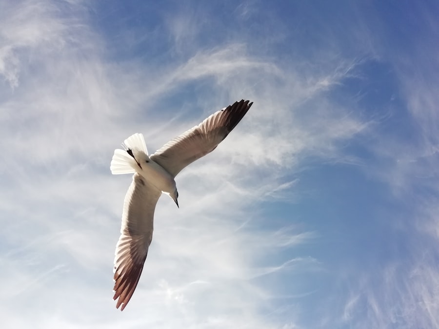Photo Born to Fly