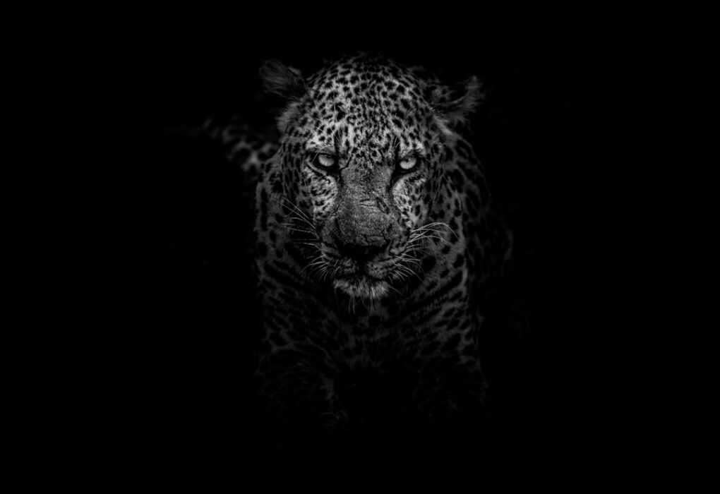 Photo Wild