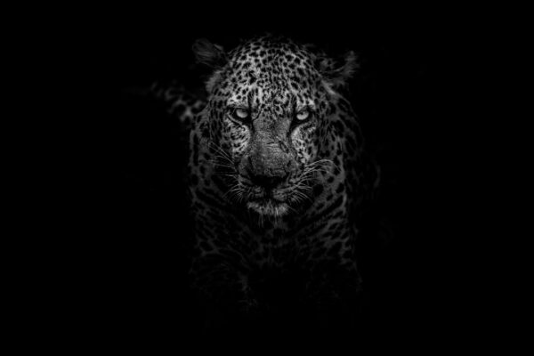 Photo Wild