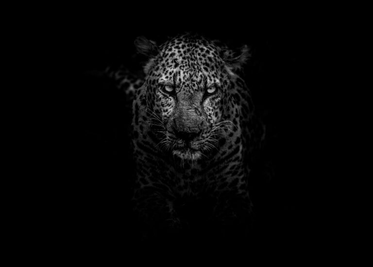 Photo Wild