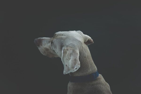 Photo Autobiography of a Dog