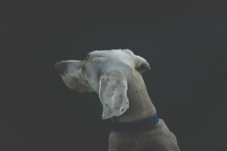 Photo Autobiography of a Dog