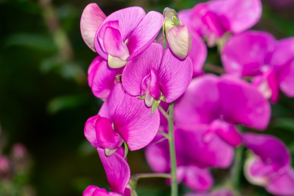 Photo Wealthy Gardener