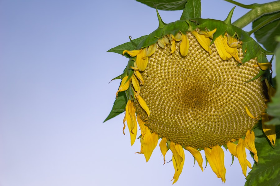 Photo Wealthy Gardener