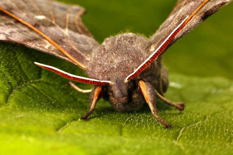 Photo Moth Presents All These Wonders
