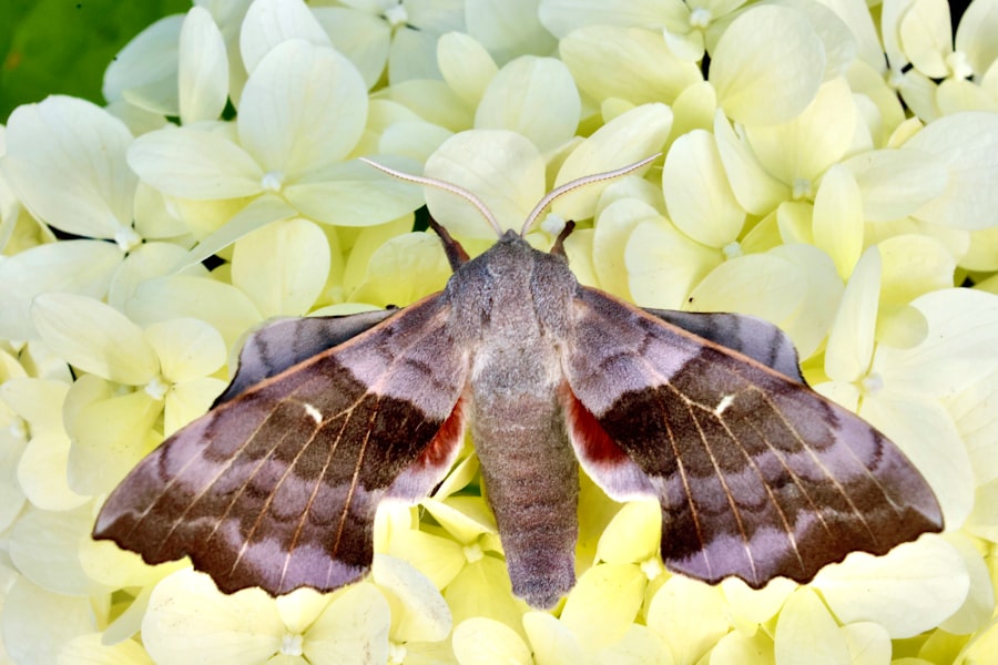 Photo Moth Presents All These Wonders