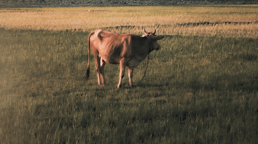 Purple Cow