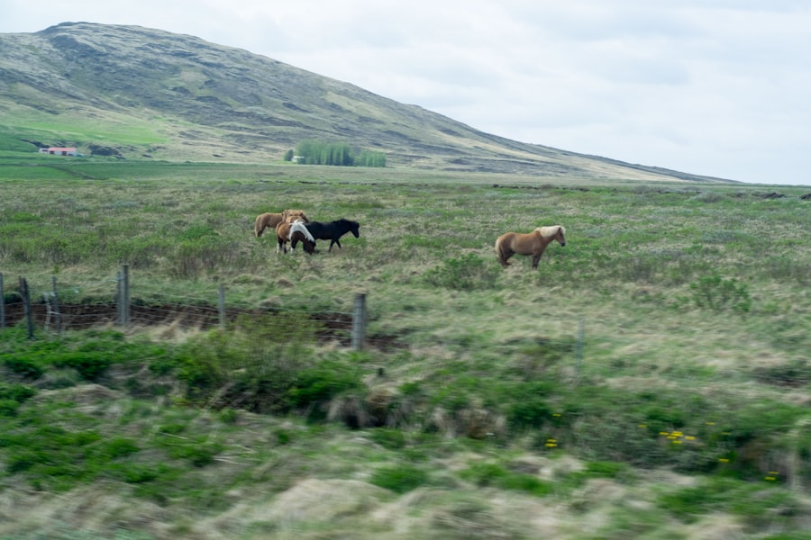 River-Horse