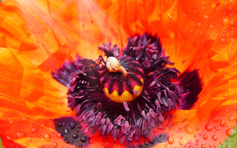 English Opium-Eater