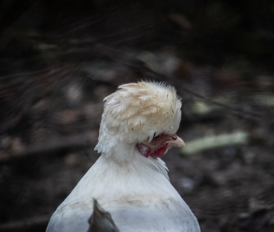Chickenhawk