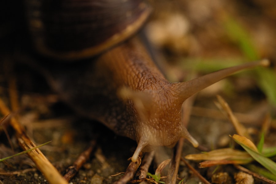 Wild Snail Eating