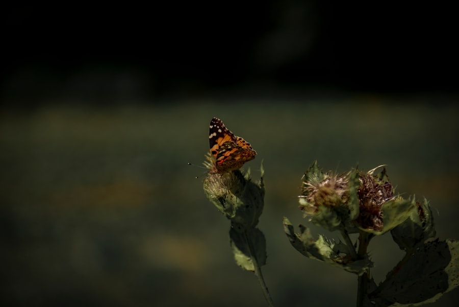 Diving Bell and the Butterfly