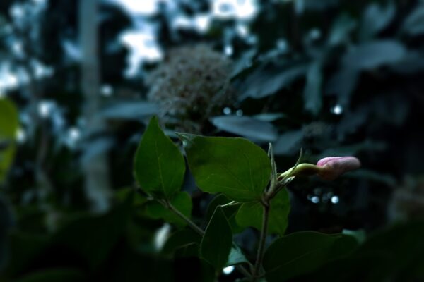 Photo Followers