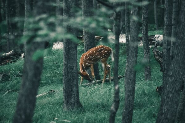 Photo Call of the Wild
