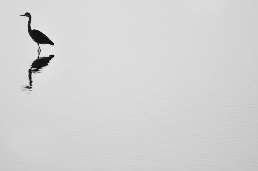 Photo Leadership Playbook