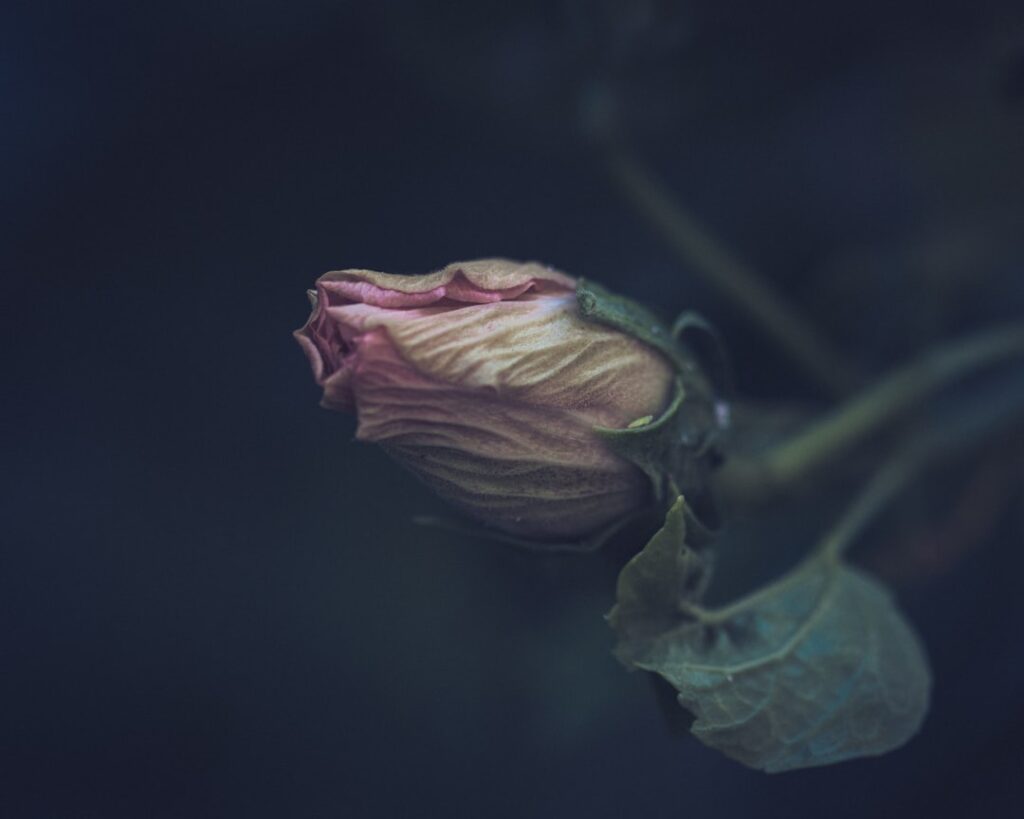 Photo Reminiscences