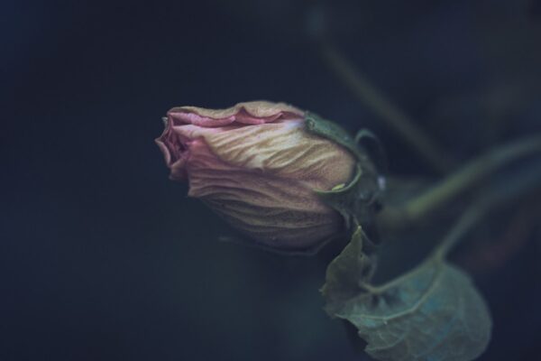 Photo Reminiscences