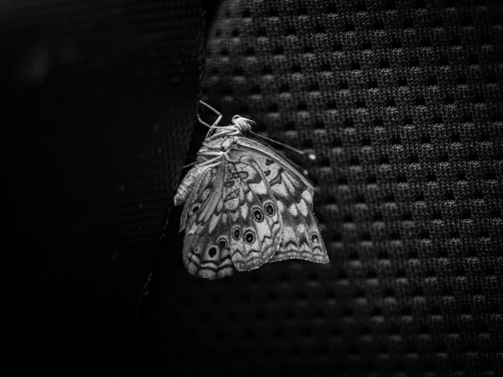 Photo Diving Bell and the Butterfly