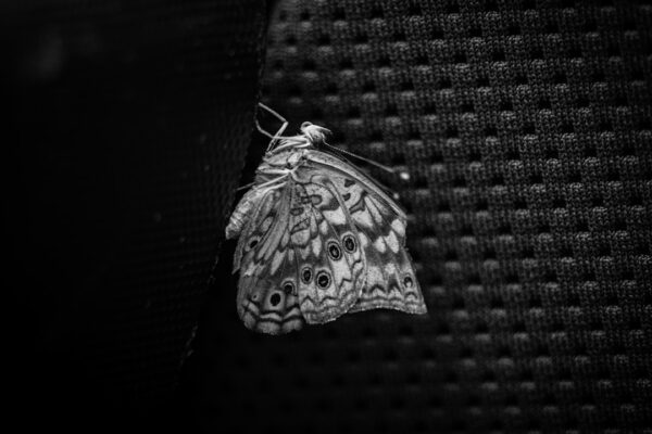 Photo Diving Bell and the Butterfly