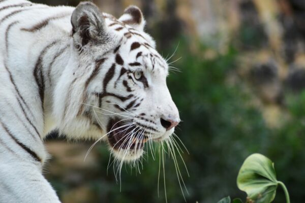 Photo White Tiger