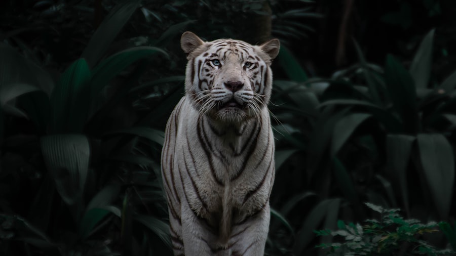 Photo White Tiger