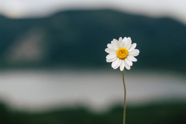 Photo Self-Compassion