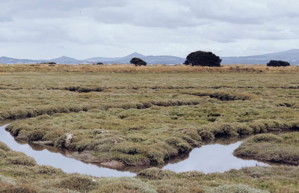 Photo Platform Ecosystems