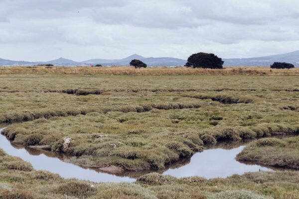 Photo Platform Ecosystems