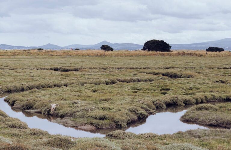 Photo Platform Ecosystems
