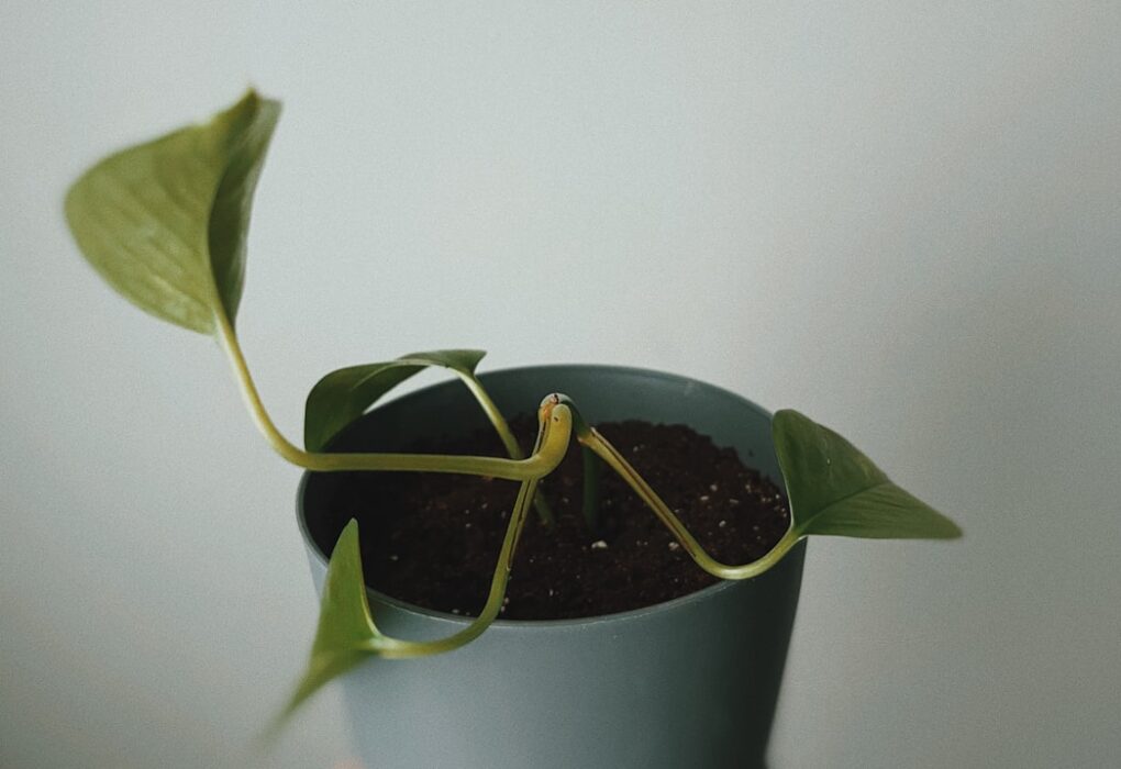 Photo SEO for Growth