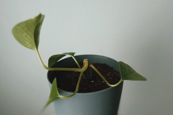 Photo SEO for Growth