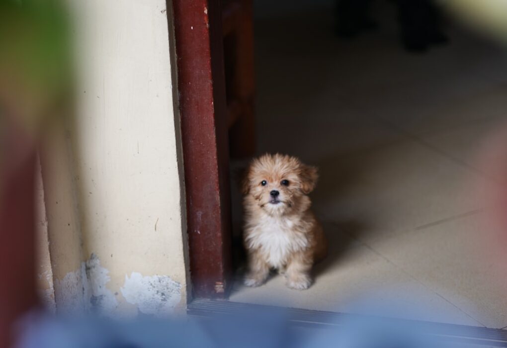Photo Little Schemer