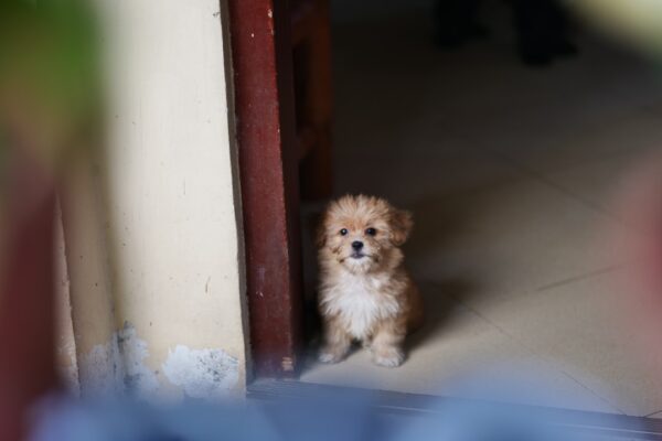 Photo Little Schemer