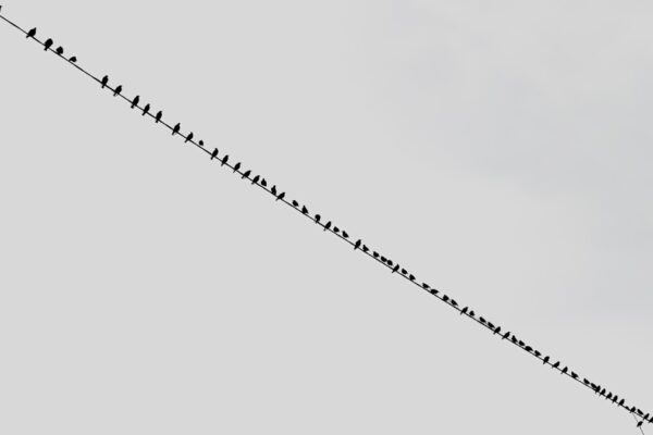 Photo Outliers